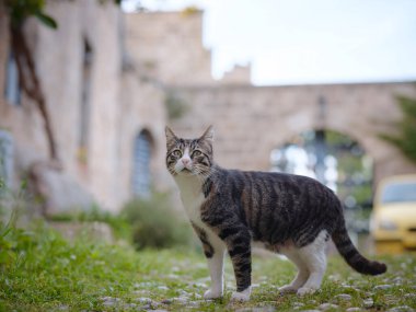Yunanistan 'ın Rodos şehrinde sokak kedisi ya da vahşi kedi. Eski Kasabanın Tarihi Tarihi Simgesi.