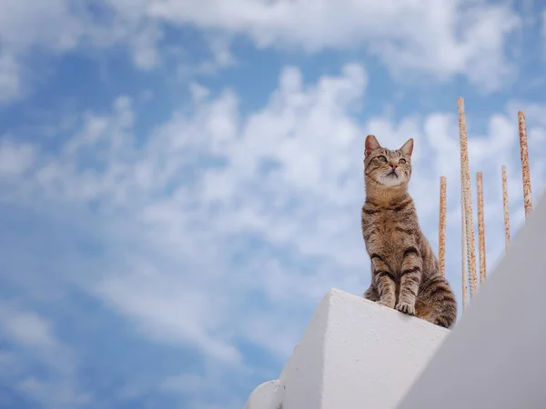 Kediler Lindos Şehrinin Beyaz Duvarlı Evlerinin Çatılarında Yatarlar Yunanistan Rodos — Stok fotoğraf