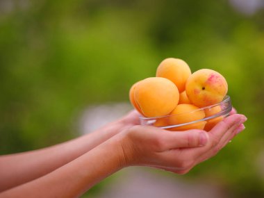 Bahçede dururken elinde taze kayısı kasesi tutan bir kadın. Hasat arka planı. Organik meyveler. Çiftçi pazarı.