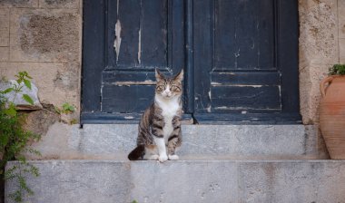 Ortaçağ Rodos, Dodecanese, Yunanistan 'daki kemerleriyle pitoresk antik kaldırım taşlı sokakta oturan sevimli tekir kedi.