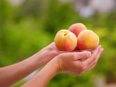 Bahçede dikilirken elinde taze şeftali kasesi tutan bir kadın. Hasat arka planı. Organik meyveler. Çiftçi pazarı..