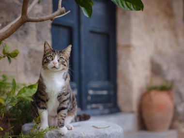 Ortaçağ Rodos, Dodecanese, Yunanistan 'daki kemerleriyle pitoresk antik kaldırım taşlı sokakta oturan sevimli tekir kedi.