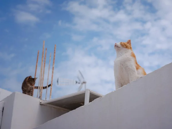 Кішки Лежать Дахах Білосніжних Будинків Міста Ліндос Бродячі Або Фекальні — стокове фото