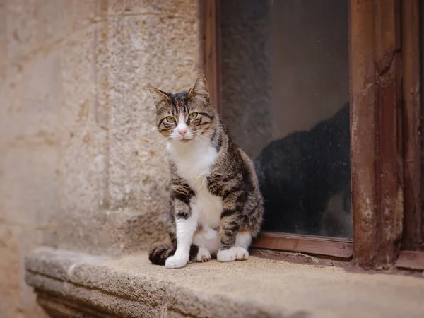 Stray Feral Cat Street City Rhoin Greece 가지의 역사적 인유적 — 스톡 사진