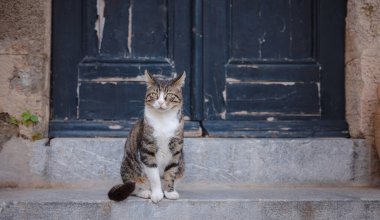 Ortaçağ Rodos, Dodecanese, Yunanistan 'daki kemerleriyle pitoresk antik kaldırım taşlı sokakta oturan sevimli tekir kedi.