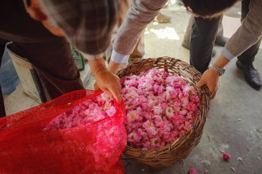 Isparta, Türkiye - 6 Haziran 2022: küçük bir gül kozmetik üretimi için yerel bir milletvekili heyeti. Küçük bir aile çiftliğinde parfüm endüstrisinde kullanılan güller..
