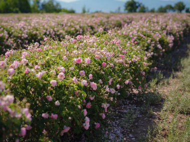 Güneşli yaz gününde Şam tarlası gülleri. Gül yaprağı hasadı gül yağı parfümü üretimi için. Türkiye 'nin Isparta bölgesindeki Guneykent köyü eko-turizm için gerçek bir cennet.