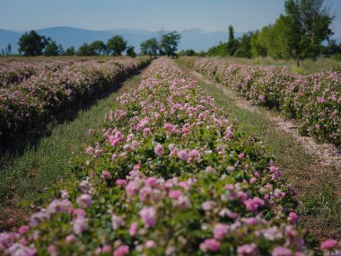 Güneşli yaz gününde Şam tarlası gülleri. Gül yaprağı hasadı gül yağı parfümü üretimi için. Türkiye 'nin Isparta bölgesindeki Guneykent köyü eko-turizm için gerçek bir cennet.