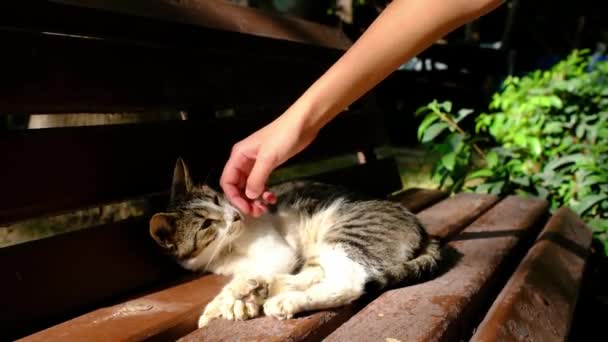 夏のトルコの公園を歩いているホームレスの猫 アウトドアの野良猫 若い女性が野良猫を追いかけている 動物の良い治療と助けの概念 — ストック動画