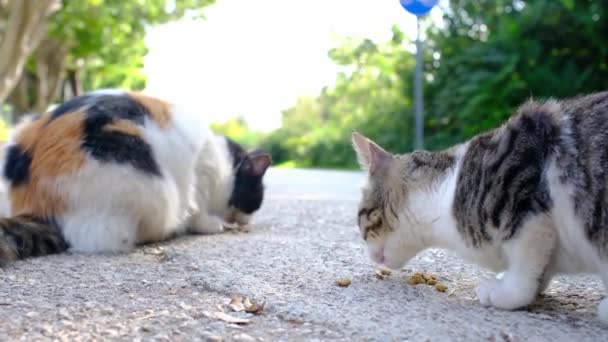 Voedende Groep Wilde Zwerfkatten Straat Met Droog Voedsel Dakloze Dieren — Stockvideo