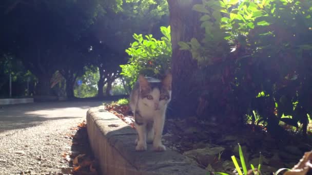在土耳其夏季公园里散步的无家可归的猫 在户外流浪猫 小猫仔细地看着公园里的相机 — 图库视频影像
