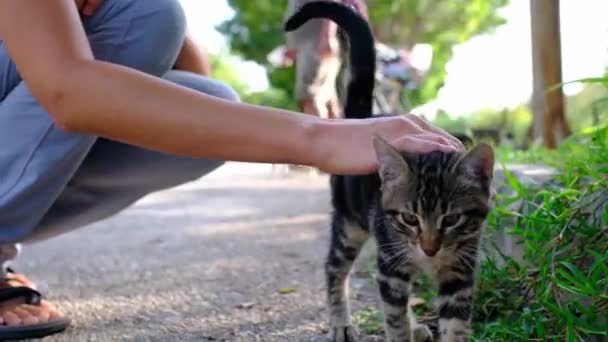 Yazın Türk Parkında Yürüyen Evsiz Bir Kedi Sokak Kedisi Dışarıda — Stok video