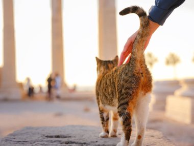 Türkiye 'nin kedileri, antik Yunan harabeleri olan küçük bir tatil köyü. Kadın turist, Apollon Tapınağı 'nın başıboş kedisini baharda ya da sonbaharda gün batımında okşuyor.