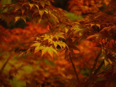 Japonya 'da sonbaharda kırmızıya dönen güzel sonbahar yaprakları. Japon akçaağacı Acer Palmatum Parlak gün ışığında Alevler.