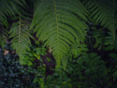 Beautiful ferns leaves green foliage. Close up of beautiful growing ferns in forest or park. Rainforest jungle landscape. Green plants nature wallpaper. Organic nature background. clipart