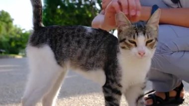Yazın Türk parkında yürüyen evsiz bir kedi. Sokak kedisi dışarıda. Genç kadın sokak kedisini okşuyor. Hayvanlara iyi davranılması ve yardım edilmesi..