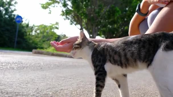 Hemlös Katt Går Sommaren Turkiska Parken Vilsekatt Utomhus Ung Kvinna — Stockvideo
