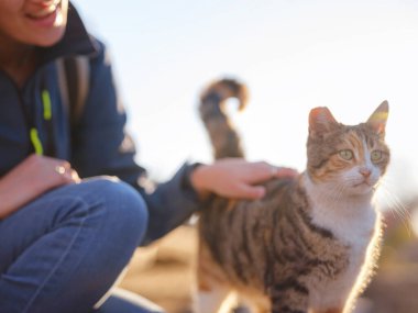 Türkiye 'nin kedileri, antik Yunan harabeleri olan küçük bir tatil köyü. Dişi turist baharda ya da sonbahar mevsiminde gün batımında sokak kedilerini okşuyor.