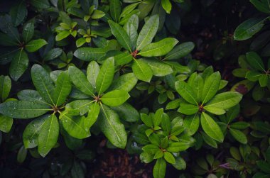 Viyana 'da bir yaz günü Japon parkı. Zetagaya Parkı, nisandan ekim ayına kadar halka açık kiraz ağaçları ve balık havuzlu küçük, sessiz bir Japon bahçesidir..