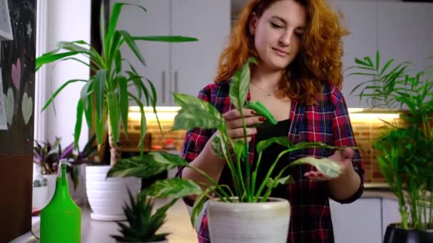 Roodharige Vrouw Zorgt Voor Planten Besproeien Kamerplanten Terwijl Kamer Staan — Stockvideo