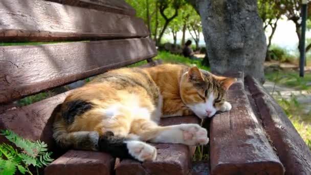 Hemlös Katt Går Sommaren Turkiska Parken Vilsekatt Utomhus Ung Kvinna — Stockvideo