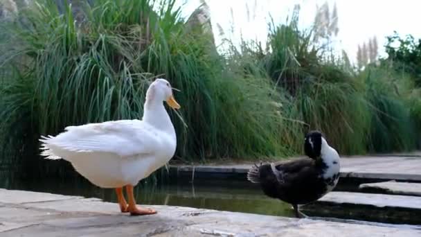 Patos Lindos Parque Ciudad Mañana Relajarse Estado Ánimo Naturaleza Ciudad — Vídeos de Stock