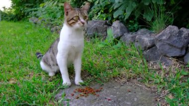 Sokaktaki vahşi sokak kedilerini kuru yiyeceklerle besliyorlar. Evsiz hayvanlara yardım.