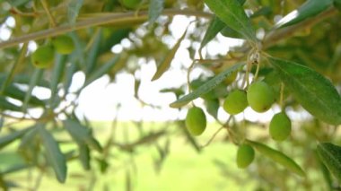 Sonbahar mevsiminde zeytin yapraklı ve zeytinli zeytin fidanı. Antalya Türkiye.