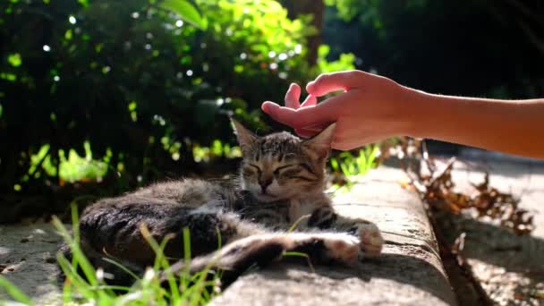Бездомний Кіт Гуляє Літньому Турецькому Парку Блаженний Кіт Відкритому Повітрі — стокове відео