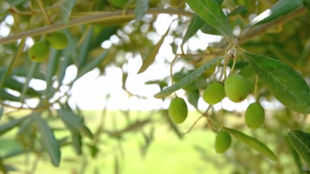 Olive Tree Plantation Olive Leaves Olives Autumn Season Antalya Turkey — Stock Video