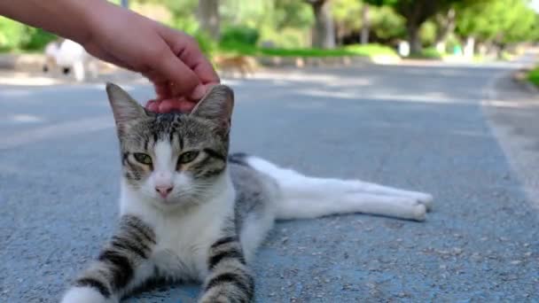 Homeless Cat Walking Summer Turkish Park Stray Cat Outdoors Young — Stock Video