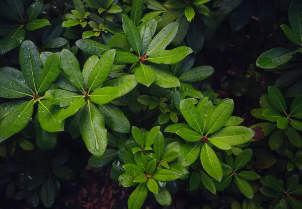 Viyana 'da bir yaz günü Japon parkı. Zetagaya Parkı, nisandan ekim ayına kadar halka açık kiraz ağaçları ve balık havuzlu küçük, sessiz bir Japon bahçesidir..