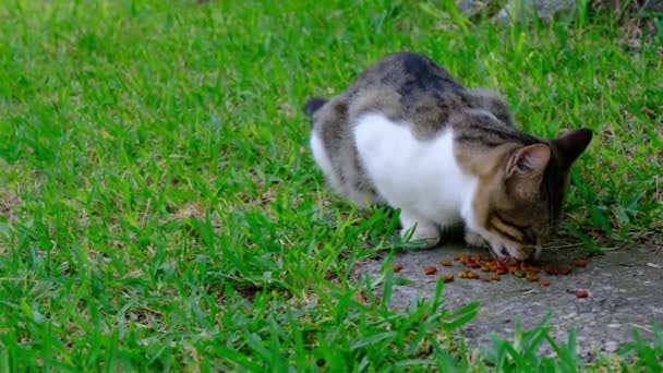 Кормит Группу Диких Бродячих Кошек Улице Сухой Едой Помогите Бездомным — стоковое видео