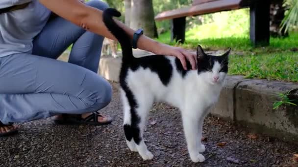 Kočka Bez Domova Kráčí Letním Tureckém Parku Zbloudilá Kočka Venku — Stock video