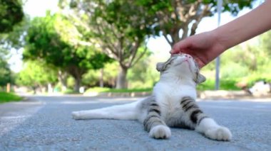 Yazın Türk parkında yürüyen evsiz bir kedi. Sokak kedisi dışarıda. Genç kadın sokak kedisini okşuyor. Hayvanlara iyi davranılması ve yardım edilmesi..