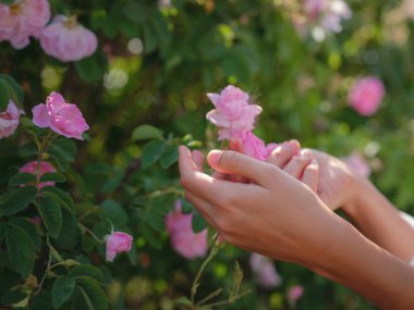 Güneşli yaz gününde Şam Tarlası 'nda gül toplayan bir kadın. Gül yaprağı hasadı gül yağı parfümü üretimi için. Türkiye 'nin Isparta bölgesindeki Guneykent köyü eko-turizm için gerçek bir cennet.