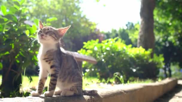 Бездомная Кошка Гуляет Летнему Турецкому Парку Анталии Бродячий Ушастый Котенок — стоковое видео