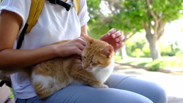 Бездомная Кошка Гуляет Летнему Турецкому Парку Анталии Бездомный Кот Улице — стоковое видео