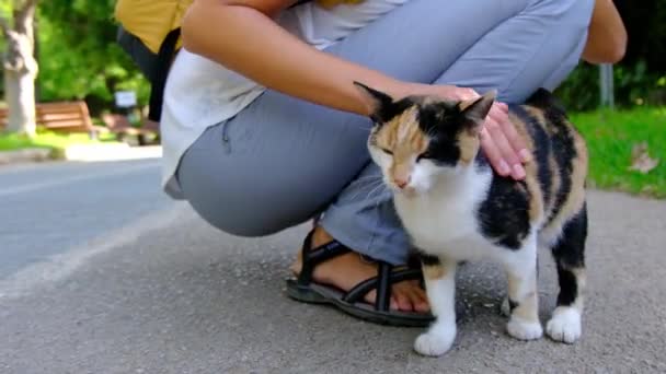 Бездомний Кіт Гуляє Літньому Турецькому Парку Блаженний Кіт Відкритому Повітрі — стокове відео
