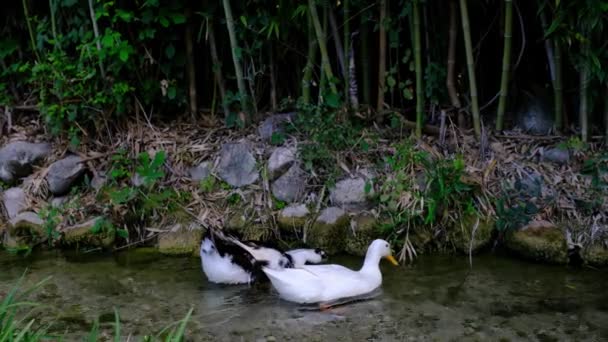 Aranyos Kacsák Városi Parkban Reggel Pihenni Hangulat Városban Természet — Stock videók