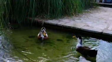 Şehir parkında şirin ördekler, sabah rahatlamak şehrin doğasında.
