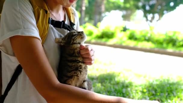 Kočka Bez Domova Kráčí Letním Tureckém Parku Antalya Zbloudilá Kočka — Stock video