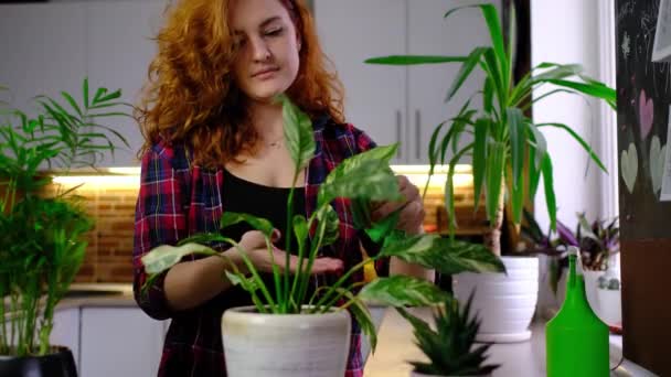 Vörös Hajú Gondoskodik Növényekről Öntözés Szobanövények Miközben Áll Szobában Permetező — Stock videók
