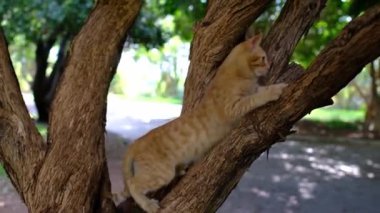 Yazın Antalya Türk parkında yürüyen evsiz bir kedi. Başıboş küçük kedi yavrusu ağaçta oturur ve kadın eliyle oynardı. Yırtıcı içgüdüleri olan küçük, komik kırmızı bir kedi yavrusu.