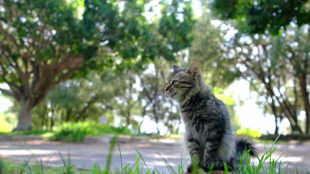夏のトルコのアンタルヤ公園を歩いているホームレス猫 夏の緑の通りで屋外でストレイふわふわの若い猫 — ストック動画
