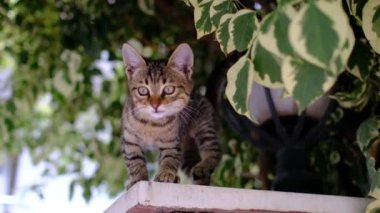 Yazın Antalya Türk parkında yürüyen evsiz bir kedi. Açık havada miyavlayan küçük kulaklı kedi yavrusu. Hayvanlara iyi davranılması ve yardım edilmesi..