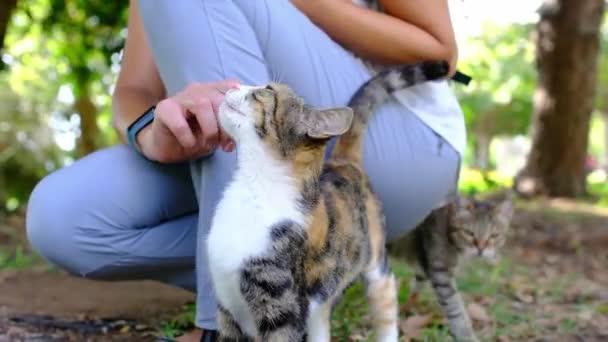 在土耳其安塔利亚夏季公园散步的无家可归的猫 在户外流浪猫 年轻女人在爱抚流浪猫 良好对待动物和帮助动物的概念 — 图库视频影像