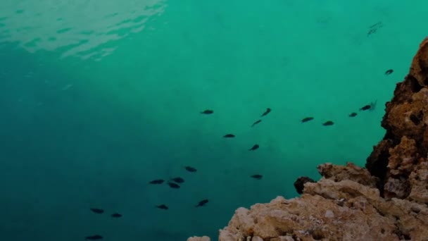 Bela Costa Marítima Com Peixes Nadando Água Cristalina Costa Forrada — Vídeo de Stock