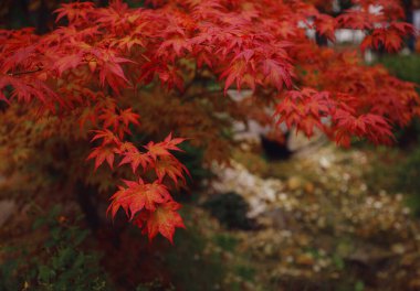 Japonya 'da sonbaharda kırmızıya dönen güzel sonbahar yaprakları. Japon akçaağacı Acer Palmatum Parlak gün ışığında Alevler.