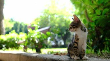 Yazın Antalya Türk parkında yürüyen evsiz bir kedi. Açık havada küçük komik kulaklı kedi yavrusu. Hayvanlara iyi davranılması ve yardım edilmesi..